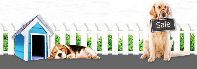 dogilike, ʡչ�����, �������¹�ͧ���, �ѡ������