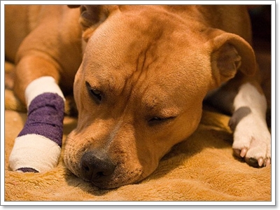 Dogilike.com :: สัญญาณอันตรายที่บ่งบอกว่า น้องหมากำลังป่วย