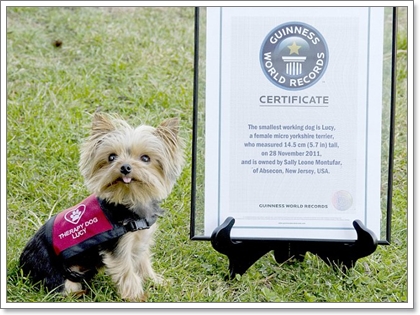 Dogilike.com :: รวมฮิตกินเนสบุ๊ค น้องหมาตัวเล็กที่สุดในโลก!!!