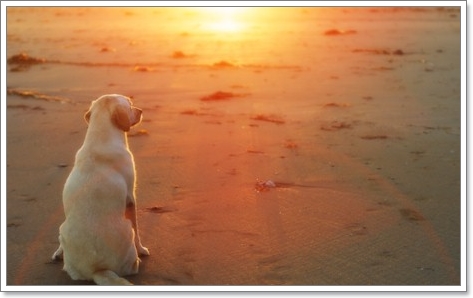 Dogilike.com :: เรกิ สัมผัสบำบัด เพื่อน้องหมาสุดรัก [ตอนที่ 1]