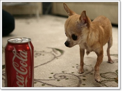 Dogilike.com :: รวมฮิตกินเนสบุ๊ค น้องหมาตัวเล็กที่สุดในโลก!!!