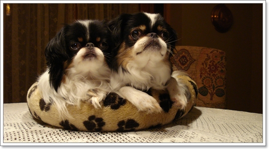 Dogilike.com :: มารู้จักสุนัขพันธุ์เล็ก...น้องหมาสุดฮิตพ.ศ.นี้!!!