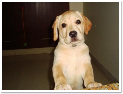 Dogilike.com :: สเปนฝึกน้องหมาช่วยบำบัดเด็กออทิสติก!!