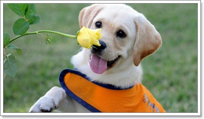 Dogilike.com :: สเปนฝึกน้องหมาช่วยบำบัดเด็กออทิสติก!!