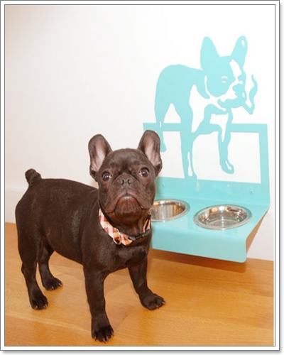 Dogilike.com :: ����������ù�ͧ���Ẻ�����