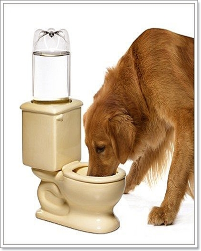 Dogilike.com :: ����������ù�ͧ���Ẻ�����