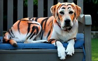 Tigerdor ��ͧ����������