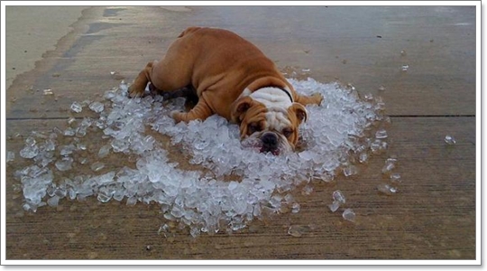 Dogilike.com :: ไขข้อสงสัย!.....น้องหมามีวิธีการระบายความร้อนอย่างไร