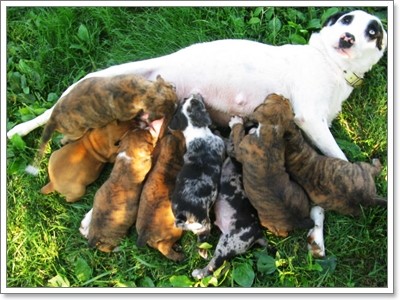 Dogilike.com :: รวมพล!! สุดยอดสายพันธุ์น้องหมาสุดแปลก