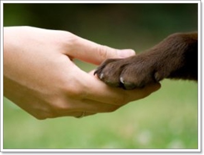 Dogilike.com :: เหตุผลที่น้องหมาถูกฉีดยาให้หลับไปตลอดกาล ...