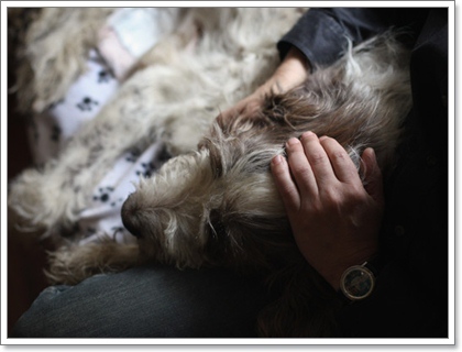 Dogilike.com :: เหตุผลที่น้องหมาถูกฉีดยาให้หลับไปตลอดกาล ...