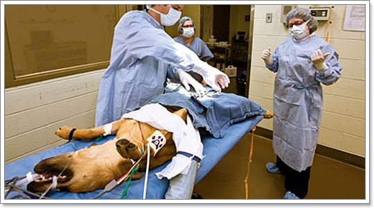 Dogilike.com :: การทำหมันเปลี่ยนนิสัยสุนัขได้...จริงหรือไม่