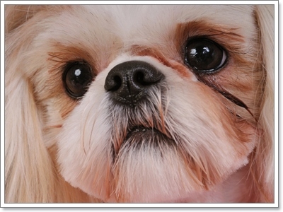 Dogilike.com :: 10 สายพันธุ์ น้องหมาที่มีปัญหาดวงตามากที่สุด! 