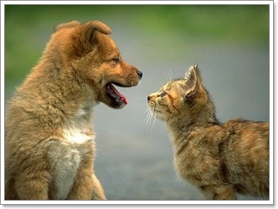 Dogilike.com :: ภาษากาย “น้องหมา” กับ “น้องแมว” สื่อสารต่างกันอย่างไร