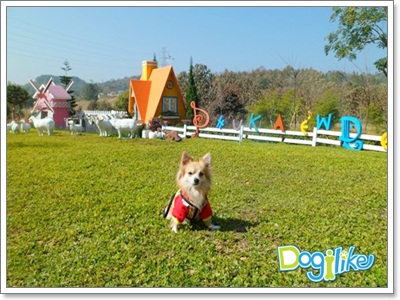 Dogilike.com :: รวมภาพน้องหมาเที่ยวทั่วไทย