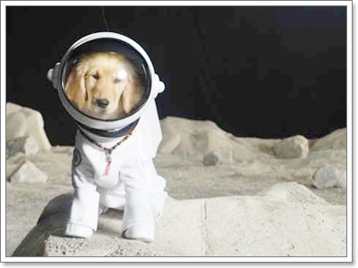 Dogilike.com :: แฟชั่นน้องหมาอวกาศ
