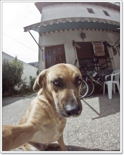 Dogilike.com :: รวมภาพน้องหมาเซลฟี่ (dog selfie)