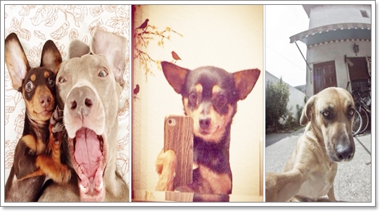 Dogilike.com :: รวมภาพน้องหมาเซลฟี่ (dog selfie)