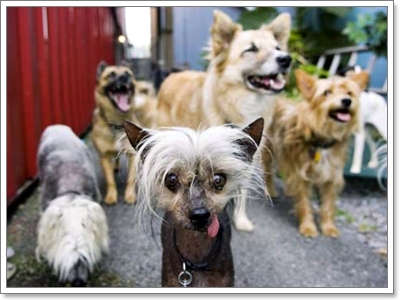 Dogilike.com :: 10 อันดับประเทศที่เลี้ยงน้องหมามากที่สุดในโลก