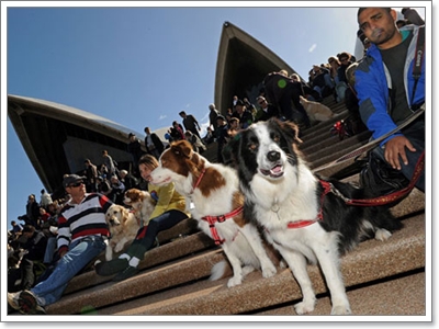 Dogilike.com :: 10 อันดับประเทศที่เลี้ยงน้องหมามากที่สุดในโลก