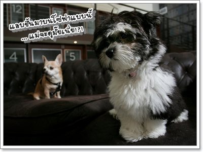Dogilike.com :: กำหนดพื้นที่สำหรับน้องหมา