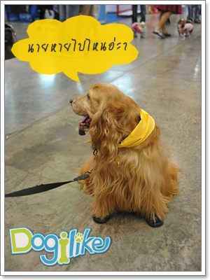 Dogilike.com :: ฝึกน้องหมาให้ตามเจ้าของอย่างมีระเบียบ
