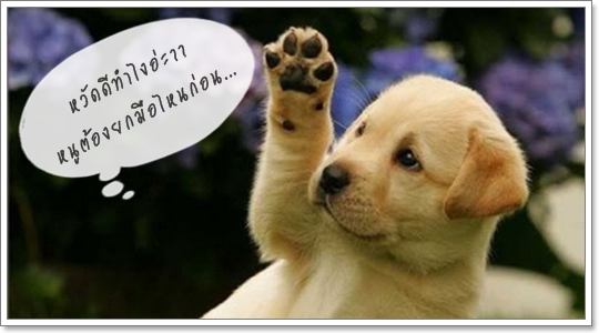Dogilike.com :: ฝึกน้องหมาให้สวัสดี ^^