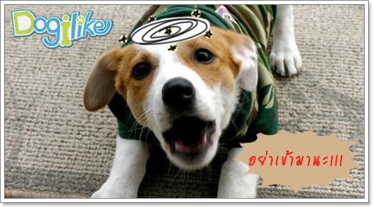 Dogilike.com :: ดัดนิสัยก้าวร้าวของน้องหมา