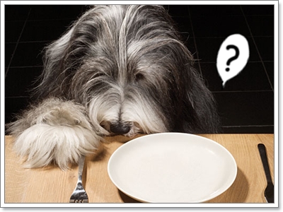 Dogilike.com :: สอนน้องหมาให้กินข้าวอย่างมีระเบียบ