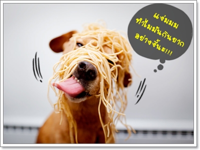 Dogilike.com :: สอนน้องหมาให้กินข้าวอย่างมีระเบียบ