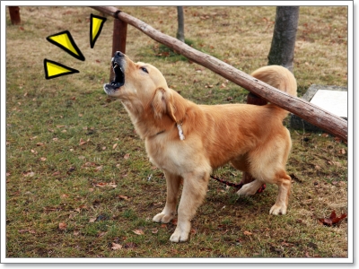 Dogilike.com :: จัดการปัญหาน้องหมาเห่าพร่ำเพรื่อ