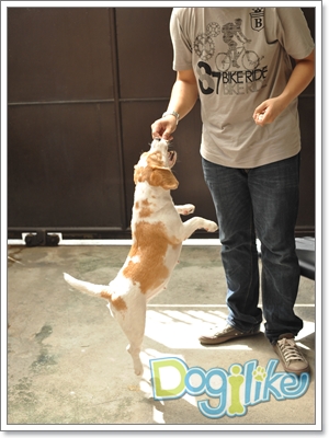 Dogilike.com :: ฝึกเจ้าตูบให้ยืน 2 ขา