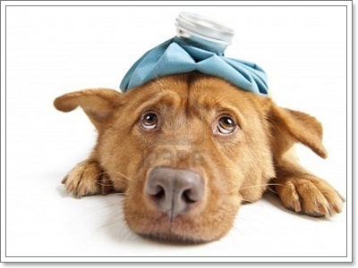 Dogilike.com :: รู้ทันโรคพยาธิหนอนหัวใจในสุนัข
