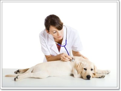 Dogilike.com :: รู้ทันโรคพยาธิหนอนหัวใจในสุนัข