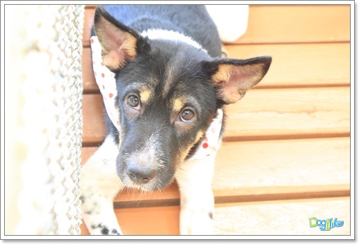 Dogilike.com :: ����ҡ�ȧҹ�������ͧ��� ���駷�� 2 @ ��ŹԸԺ�ҹʧ�������ѵ��ԡ��