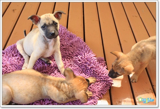 Dogilike.com :: ����ҡ�ȧҹ�������ͧ��� ���駷�� 2 @ ��ŹԸԺ�ҹʧ�������ѵ��ԡ��