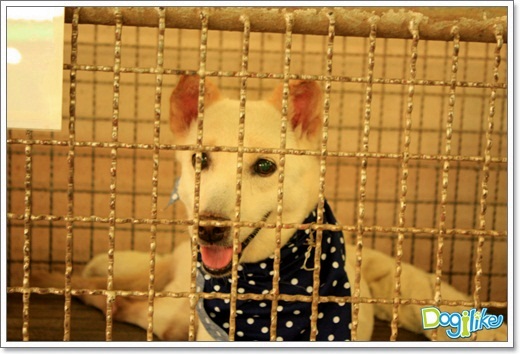Dogilike.com :: ����ҡ�ȧҹ�������ͧ��� ���駷�� 2 @ ��ŹԸԺ�ҹʧ�������ѵ��ԡ��