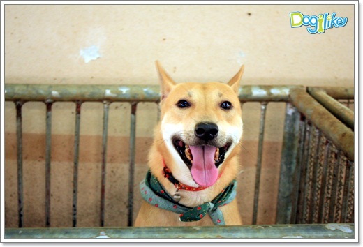 Dogilike.com :: ����ҡ�ȧҹ�������ͧ��� ���駷�� 2 @ ��ŹԸԺ�ҹʧ�������ѵ��ԡ��