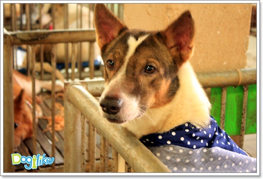 Dogilike.com :: ����ҡ�ȧҹ�������ͧ��� ���駷�� 2 @ ��ŹԸԺ�ҹʧ�������ѵ��ԡ��