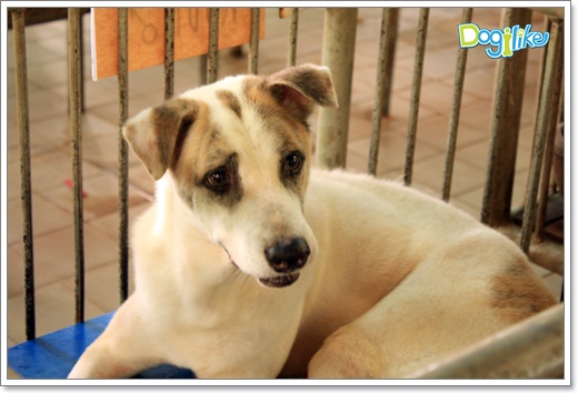 Dogilike.com :: ����ҡ�ȧҹ�������ͧ��� ���駷�� 2 @ ��ŹԸԺ�ҹʧ�������ѵ��ԡ��