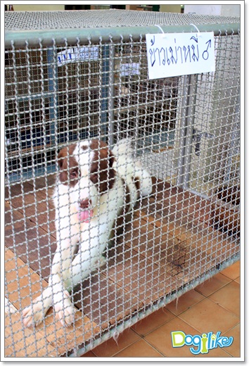 Dogilike.com :: ����ҡ�ȧҹ�������ͧ��� ���駷�� 2 @ ��ŹԸԺ�ҹʧ�������ѵ��ԡ��