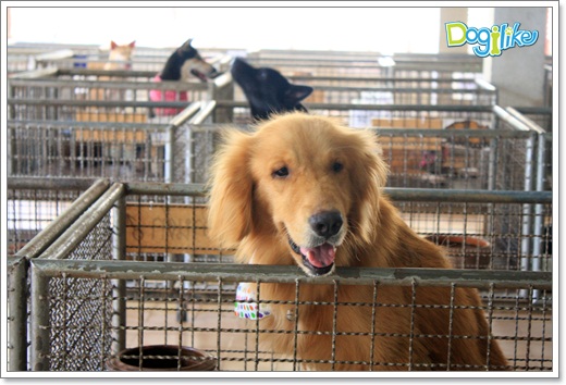 Dogilike.com :: ����ҡ�ȧҹ�������ͧ��� ���駷�� 2 @ ��ŹԸԺ�ҹʧ�������ѵ��ԡ��