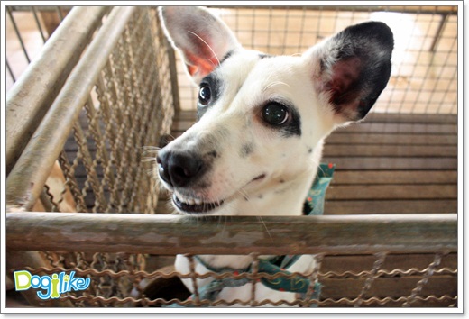Dogilike.com :: ����ҡ�ȧҹ�������ͧ��� ���駷�� 2 @ ��ŹԸԺ�ҹʧ�������ѵ��ԡ��