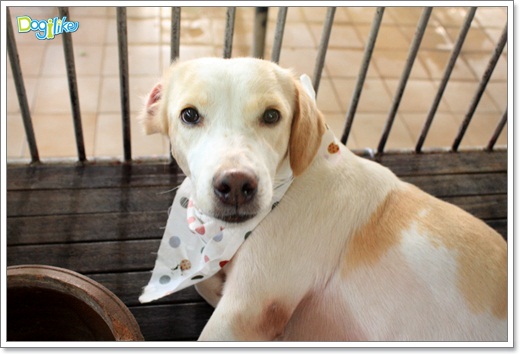 Dogilike.com :: ����ҡ�ȧҹ�������ͧ��� ���駷�� 2 @ ��ŹԸԺ�ҹʧ�������ѵ��ԡ��