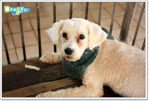 Dogilike.com :: ����ҡ�ȧҹ�������ͧ��� ���駷�� 2 @ ��ŹԸԺ�ҹʧ�������ѵ��ԡ��