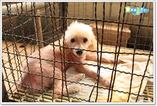 Dogilike.com :: ����ҡ�ȧҹ�������ͧ��� ���駷�� 2 @ ��ŹԸԺ�ҹʧ�������ѵ��ԡ��