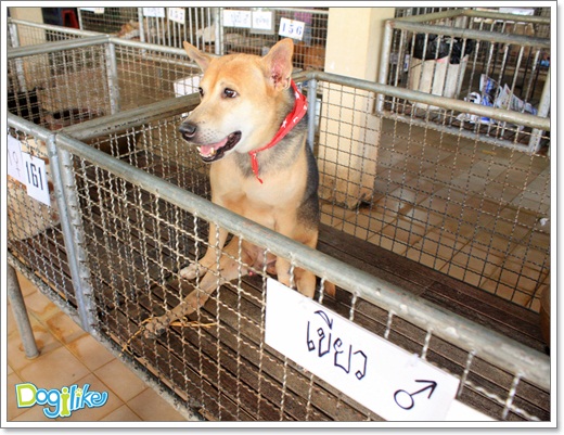 Dogilike.com :: ����ҡ�ȧҹ�������ͧ��� ���駷�� 2 @ ��ŹԸԺ�ҹʧ�������ѵ��ԡ��