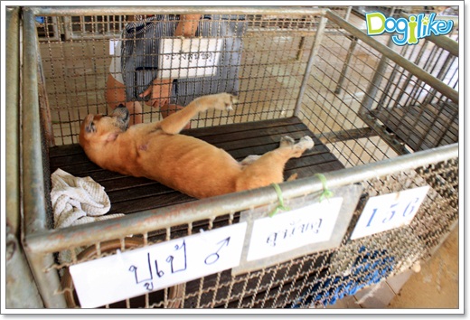 Dogilike.com :: ����ҡ�ȧҹ�������ͧ��� ���駷�� 2 @ ��ŹԸԺ�ҹʧ�������ѵ��ԡ��