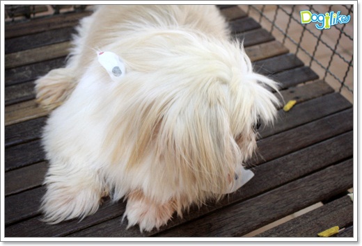 Dogilike.com :: ����ҡ�ȧҹ�������ͧ��� ���駷�� 2 @ ��ŹԸԺ�ҹʧ�������ѵ��ԡ��