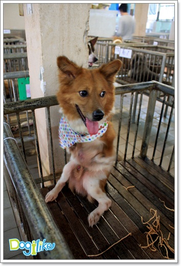 Dogilike.com :: ����ҡ�ȧҹ�������ͧ��� ���駷�� 2 @ ��ŹԸԺ�ҹʧ�������ѵ��ԡ��
